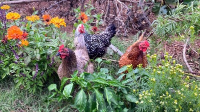 Free Range Chickens in Garden