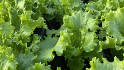 Lettuce in winter