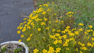 Marigolds and chamomile from seed.