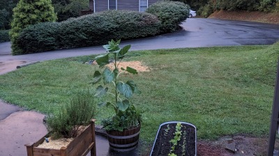 Little garden space. Sunflower, leafy greens
