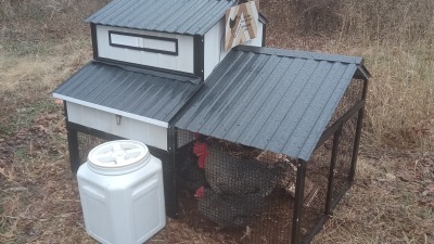 White and Grey chicken coop with a barred rock rooster and hen in the run