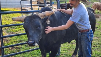 Gentle cattle