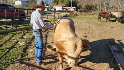 Gentle bulls