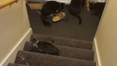 Four cats sharing treats on carpeted stairs