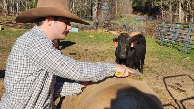 Gentle cattle, my teenage son grooming a bucking bull