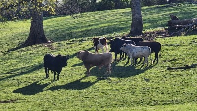 Bulls must get along or will be culled