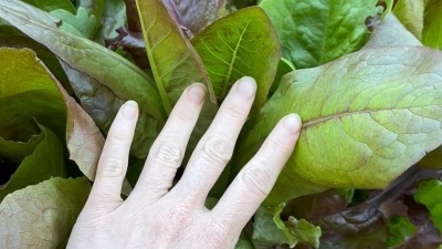 A woman's hand checking lettuce. 