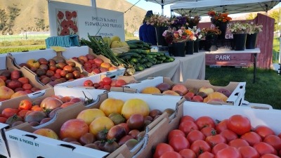 Heirloom Tomatoes from our saved seed collection