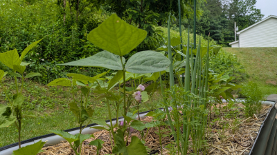 Green Beans, Scallions, Dill.
