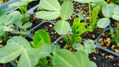 Seedlings Maturing in Trays