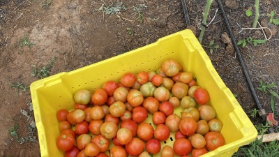 high tunnel tomato haresting 