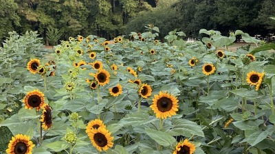 sunflower field