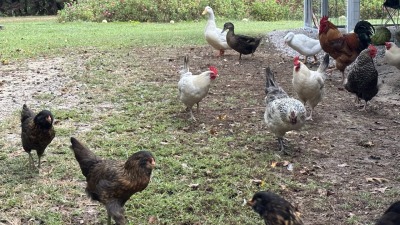 chickens