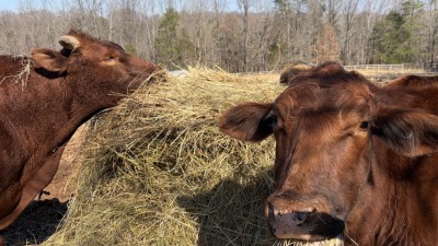 Beefmaster Cow