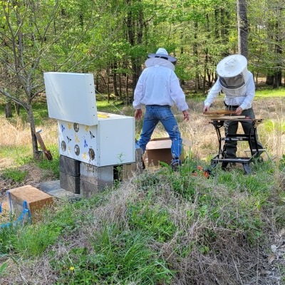 Working with bees