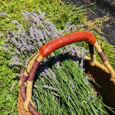 Lavender Haul