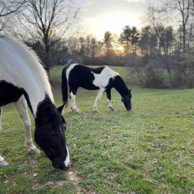 Previous use was for horses