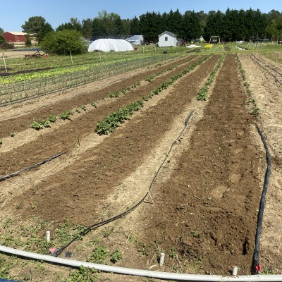 Farm fields in production