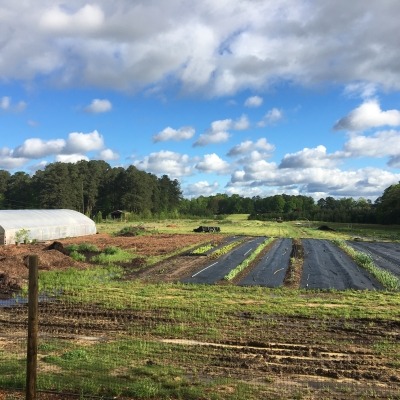 View of production field and greenhouse