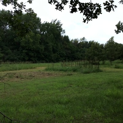 Current garden patch