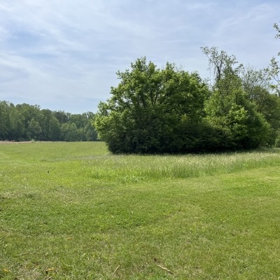 Back Field