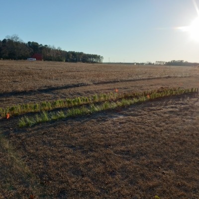 Nursery Beds and Field Crops