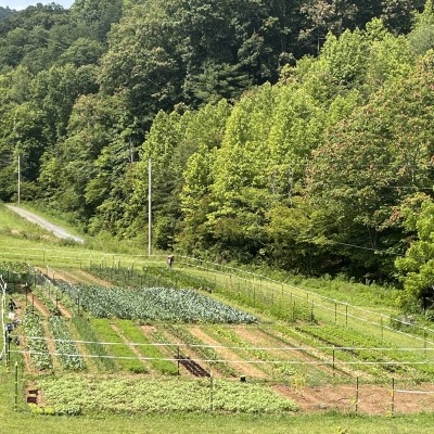 new garden