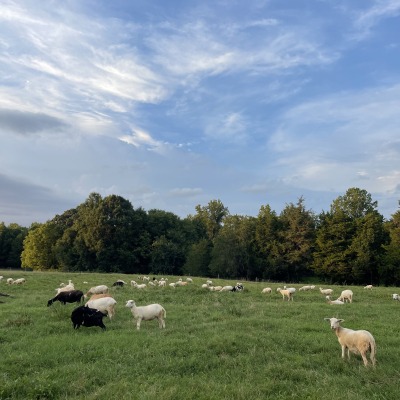 Pasture 1