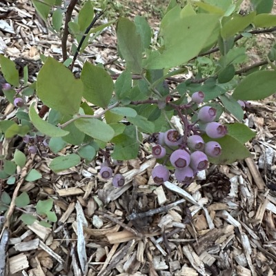 Young blueberry bush