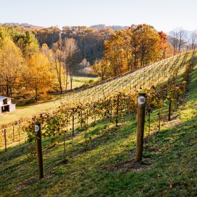 Vineyard with mtn view