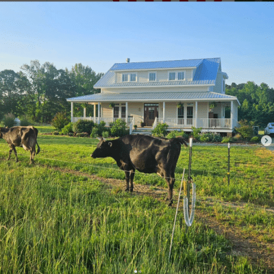 cows in front of house