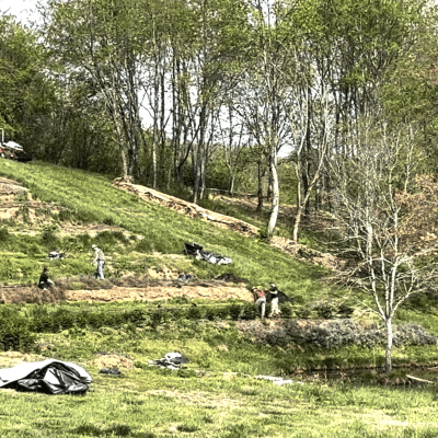 terraced herb production