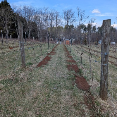 compost applied as top dressing to vines