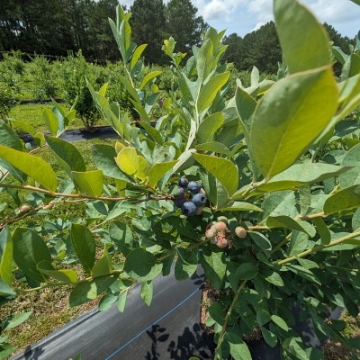 Year 2025 blueberries