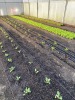 Green house Lettuce operation