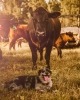 Happy silver and black dog lays at the feet of a big black cow.