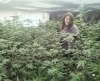 Watering the hemp crops