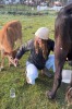 Milking the Cows