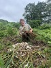 Aaron in a field holding a bundle of hard neck garlic