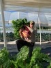 Drew harvesting rainbow chard from cat tunnels in Northern Colorado