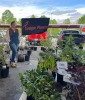 A market booth full of plants with a banner in the back that says Tanager Plants, and the owner Emily Driskill