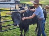 My son scratching one of our bulls